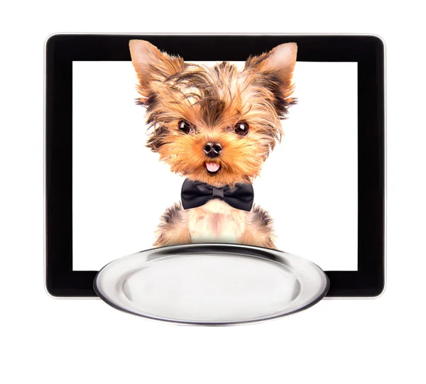 Hunden håller service fack på en Tablet PC-skärmen — Stockfoto