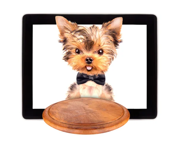 Pies trzyma usługa zasobnik na ekranie tabletu — Zdjęcie stockowe