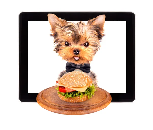 Perro con comida en una pantalla de tableta —  Fotos de Stock