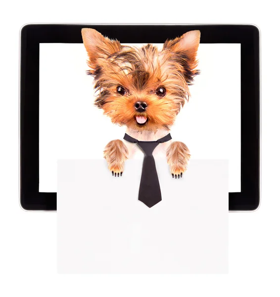 タブレット画面にバナーを保持しているビジネス犬 — ストック写真