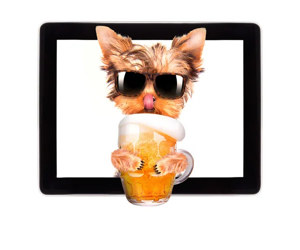 Cão no computador tablet com cerveja — Fotografia de Stock