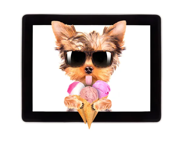 Dog licking with ice cream on tablet screen — Stock Photo, Image