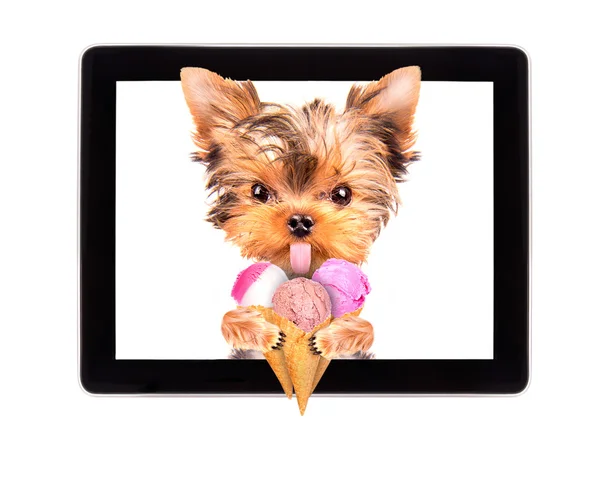 Pies lizanie z lodami na ekranie tabletu — Zdjęcie stockowe