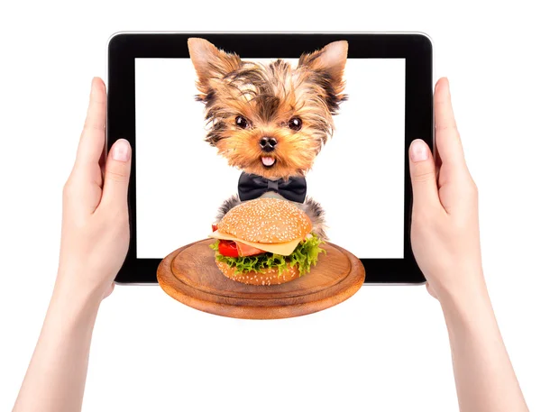 Tablet ekranında yemekle birlikte köpek — Stok fotoğraf