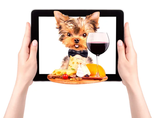 Köpek yemek tepsisiyle tablete holding — Stok fotoğraf