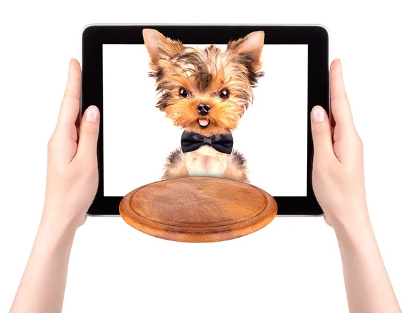 Servis tepsisi bir tablet ekranında holding köpek — Stok fotoğraf
