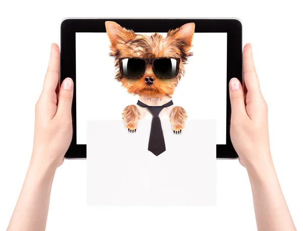 Business dog holding banner on a tablet screen — Stock Photo, Image