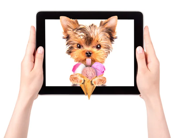 Hund leckt mit Eis am Tablet-Bildschirm — Stockfoto