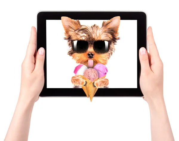 Dog licking with ice cream on tablet screen — Stock Photo, Image