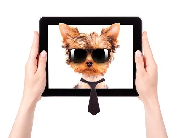 Business dog on a digital tablet screen — Stock Photo, Image