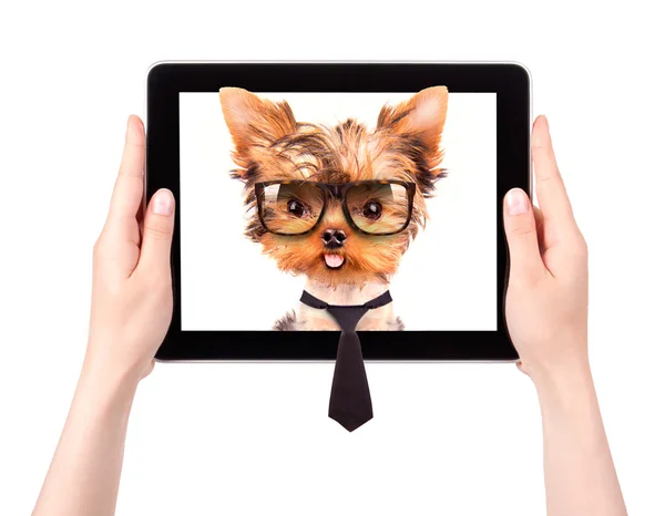Деловая собака на цифровом экране планшета — стоковое фото