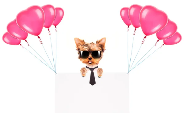 Business dog holding banner with balloons — Stock Photo, Image