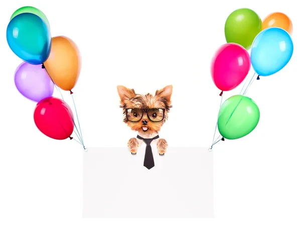Business dog holding banner with balloons — Stock Photo, Image