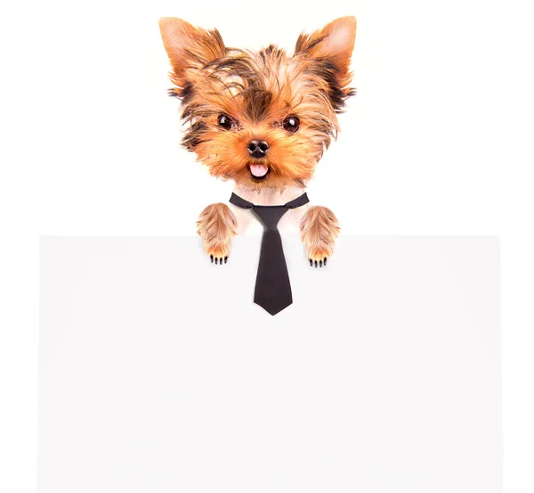 Biznes pies gospodarstwa transparent — Zdjęcie stockowe