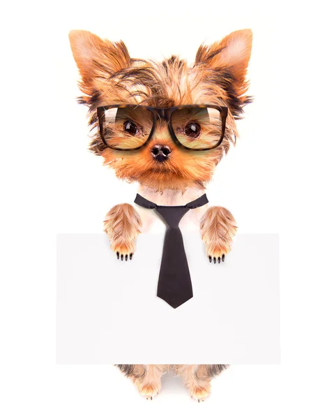 Business dog holding banner — Stock Photo, Image