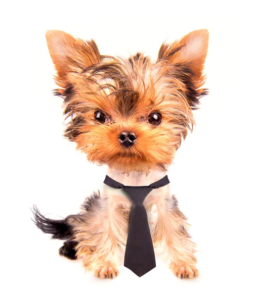 Obchodní pes s kravatou — Stock fotografie