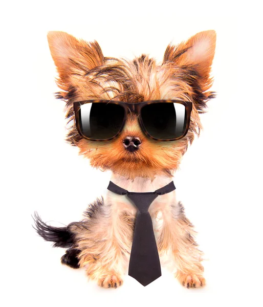 Business dog with tie and glasses — Stock Photo, Image