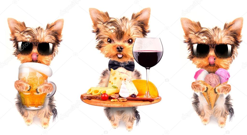 Dog with food and drink