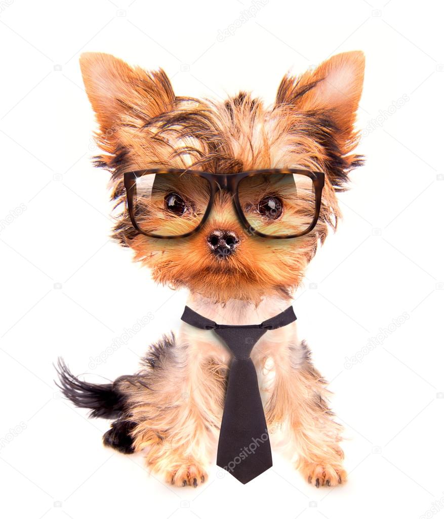Business dog with tie and glasses