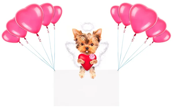 Wakacje banery z balonów i pies — Zdjęcie stockowe