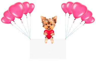 Balonlar ve köpek ile tatil afiş