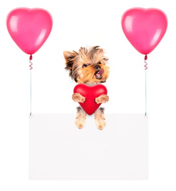 Balonlar ve köpek ile tatil afiş