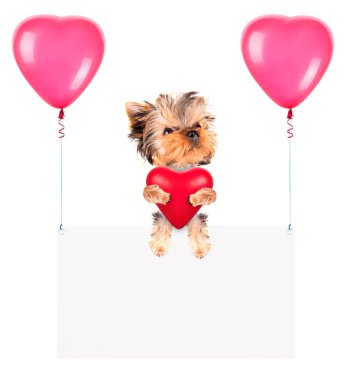 Balonlar ve köpek ile tatil afiş