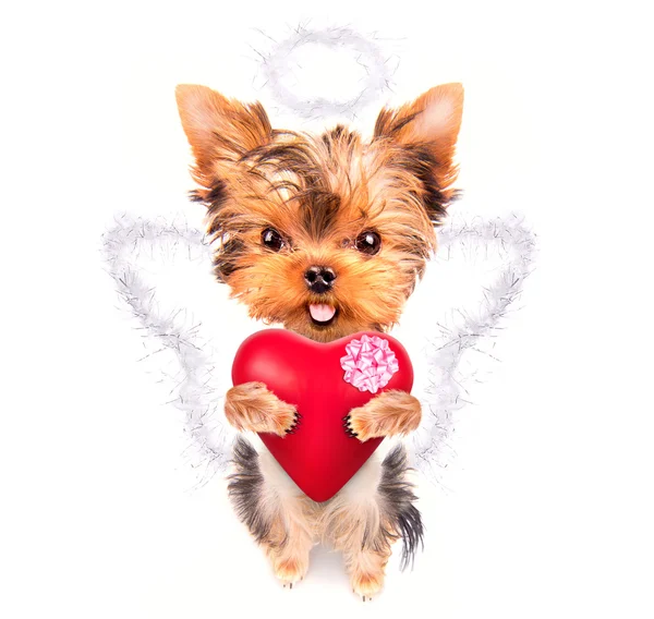 Amante cachorro de San Valentín con un corazón rojo —  Fotos de Stock