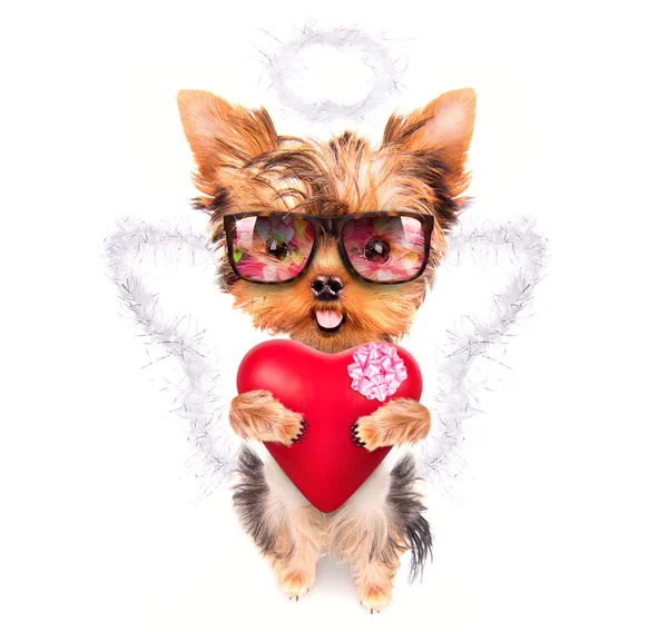 Minnaar valentine puppy hondje met een rood hart — Stockfoto