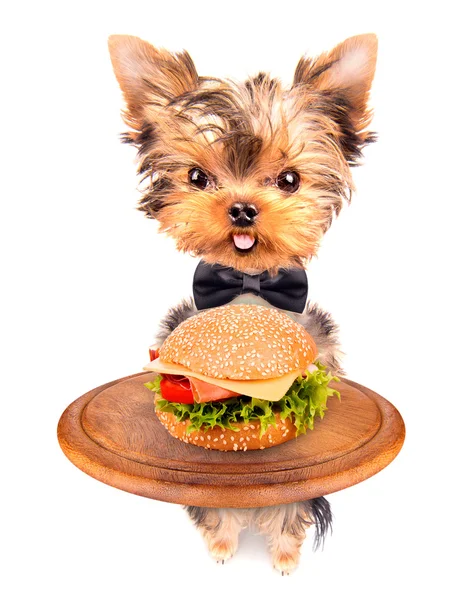 Dog holding service tray with food — Stock Photo, Image