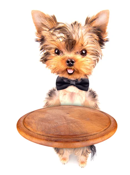 Dog holding service tray — Stock Photo, Image