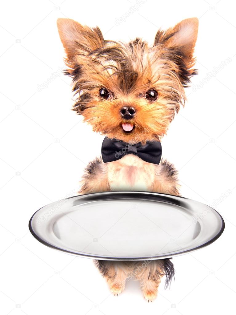 Dog holding service tray