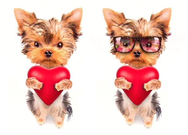 Amante cachorro de San Valentín con un corazón rojo — Foto de Stock