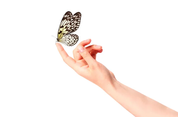 Schmetterling auf der Hand der Frau. in Bewegung — Stockfoto