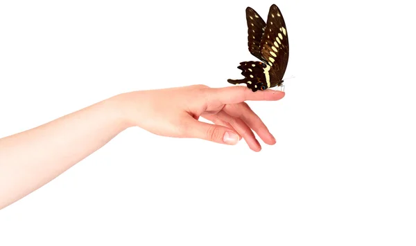 Butterfly on woman's hand. In motion — Stock Photo, Image