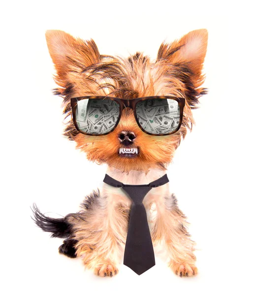 Business dog — Stock Photo, Image