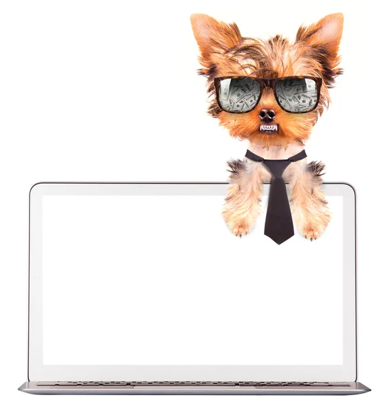 Hund med en dator — Stockfoto
