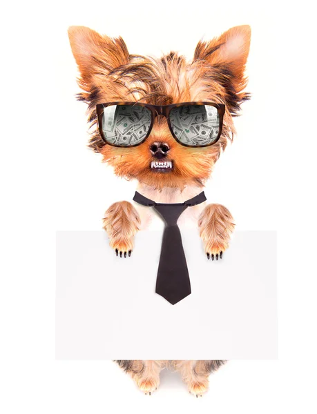 Business dog holding banner — Stock Photo, Image