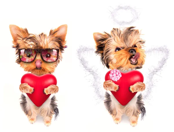 赤の心で恋人バレンタイン子犬犬 — ストック写真