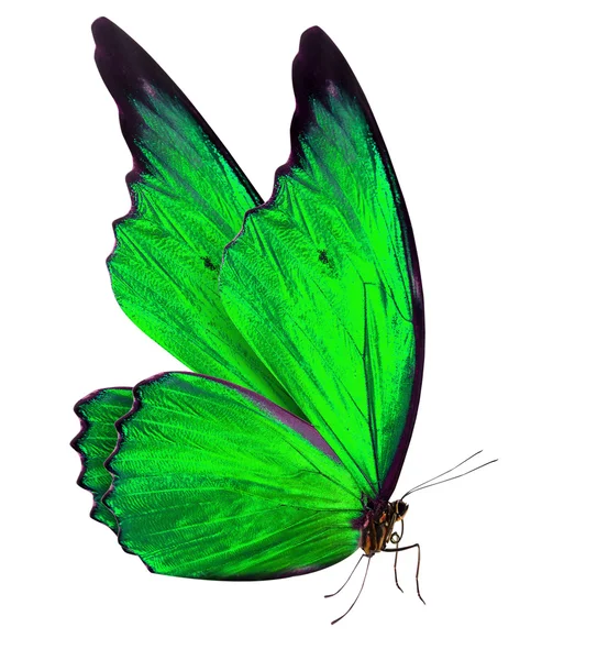 白で隔離される美しい蝶 — ストック写真