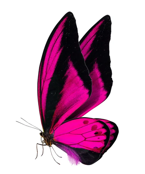Красивая бабочка, изолированная на белом — стоковое фото