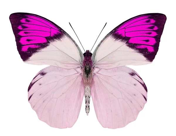 Schöner Schmetterling isoliert auf weiß — Stockfoto