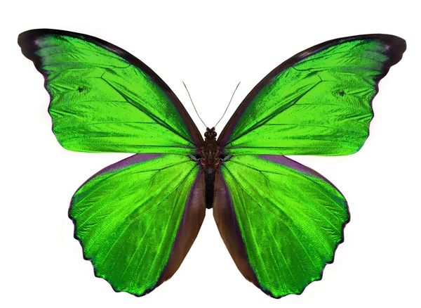 Prachtige vlinder geïsoleerd op wit — Stockfoto
