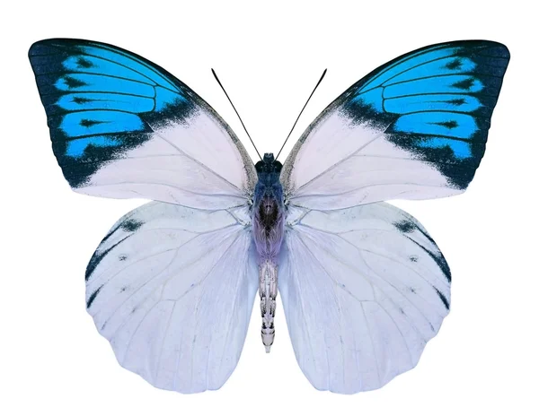 아름 다운 나비 흰색 절연 — 스톡 사진