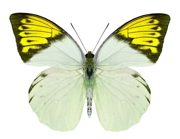 Hermosa mariposa aislada en blanco — Foto de Stock