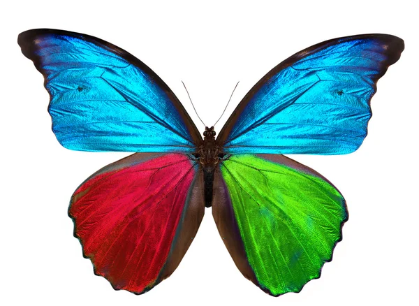 Krásný motýl izolovaných na bílém — Stock fotografie