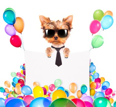 tatil afiş ve renkli balonlar ile köpek