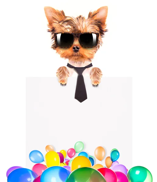 Hund mit Urlaubsbanner und bunten Luftballons — Stockfoto