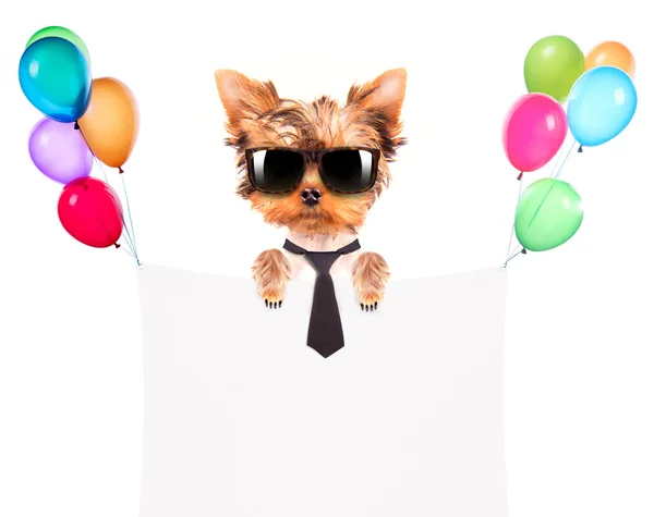 Собака с праздничным баннером и красочными воздушными шарами — стоковое фото