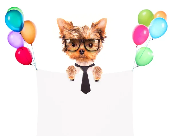 Собака с праздничным баннером и красочными воздушными шарами — стоковое фото